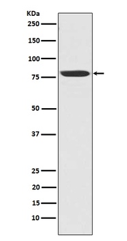 Anti-NAK/TBK1 (N-term) Rabbit Monoclonal Antibody