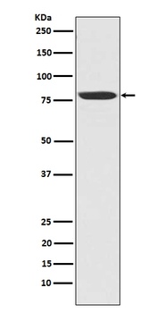 NAK/TBK1 (N-term) Rabbit Monoclonal Antibody