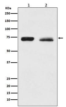 NF2 / Merlin Monoclonal Antibody