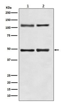 NF-Kappa B (p105/p50) NFKB1 Rabbit Monoclonal Antibody