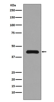 Anti-MEK1 MAP2K1 Rabbit Monoclonal Antibody