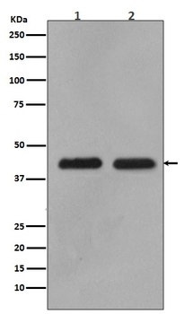MEK1/2 MAP2K1 Rabbit Monoclonal Antibody