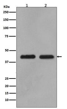 Anti-MEK1/2 MAP2K1 Rabbit Monoclonal Antibody
