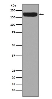 Anti-ErbB4/Her4 Rabbit Monoclonal Antibody