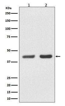 Bmi1 Rabbit Monoclonal Antibody