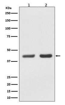 Anti-Bmi1 Rabbit Monoclonal Antibody
