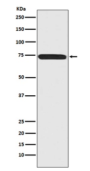 Anti-Menin MEN1 Monoclonal Antibody