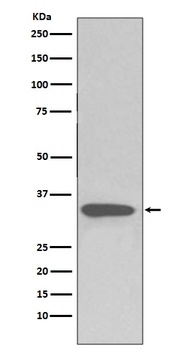pro Caspase 3 CASP3 Rabbit Monoclonal Antibody