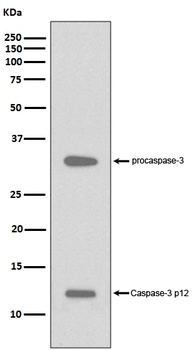 Anti-Caspase-3 p12 CASP3 Rabbit Monoclonal Antibody