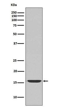 Anti-active Caspase-3 CASP3 Rabbit Monoclonal Antibody