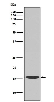 active Caspase-3 CASP3 Rabbit Monoclonal Antibody