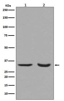 active + pro Caspase 3 CASP3 Rabbit Monoclonal Antibody