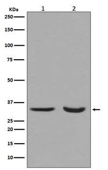 Anti-active + pro Caspase 3 CASP3 Rabbit Monoclonal Antibody
