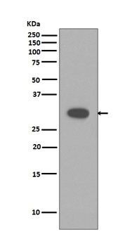 Caspase-3 CASP3 Rabbit Monoclonal Antibody