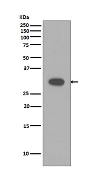 Anti-Caspase-3 CASP3 Rabbit Monoclonal Antibody