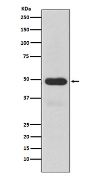 Anti-Cytochrome P450 3A4 CYP3A4 Monoclonal Antibody