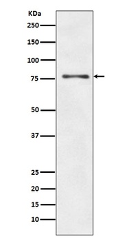 ATG7/Apg7 Rabbit Monoclonal Antibody