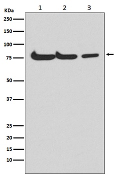 Atg7 (Apg7) Monoclonal Antibody