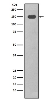 Anti-CD11c ITGAX Rabbit Monoclonal Antibody
