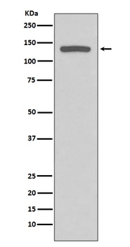 Anti-iNOS NOS2 Rabbit Monoclonal Antibody