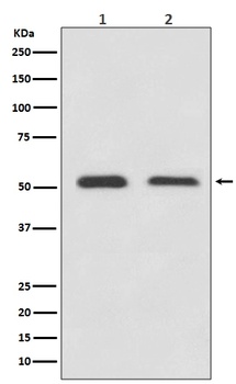Anti-ATF4 Rabbit Monoclonal Antibody