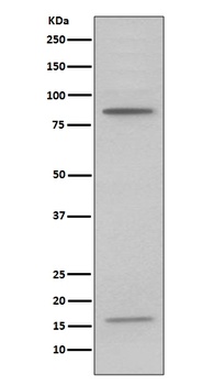 Anti-Myeloperoxidase MPO Rabbit Monoclonal Antibody