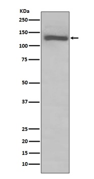 Anti-TLR7 Rabbit Monoclonal Antibody