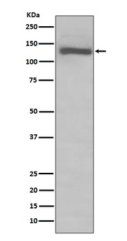 TLR7 Rabbit Monoclonal Antibody