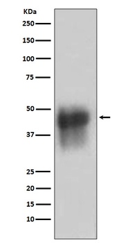 Anti-CD46 Rabbit Monoclonal Antibody