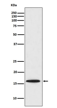 Anti-Survivin BIRC5 Rabbit Monoclonal Antibody