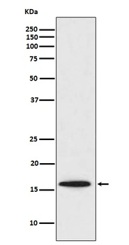 Survivin BIRC5 Rabbit Monoclonal Antibody