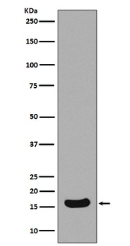 Anti-Survivin Birc5 Rabbit Monoclonal Antibody
