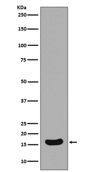 Survivin Birc5 Rabbit Monoclonal Antibody