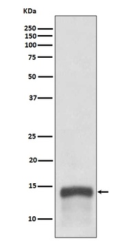 Anti-S100A9 Rabbit Monoclonal Antibody