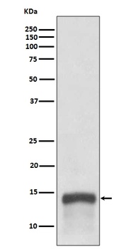 S100A9 Rabbit Monoclonal Antibody