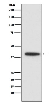 CEBP alpha Rabbit Monoclonal Antibody