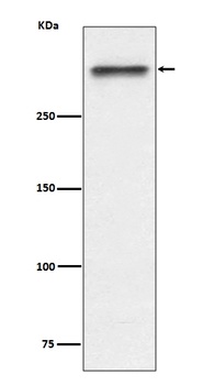 Anti-53BP1 TP53BP1 Rabbit Monoclonal Antibody