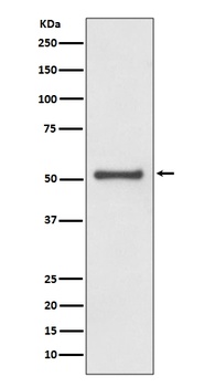 Anti-TRAF2 Rabbit Monoclonal Antibody