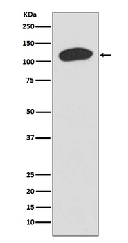 Anti-KAP1 TRIM28 Rabbit Monoclonal Antibody