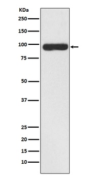 Anti-FAP1 Rabbit Monoclonal Antibody