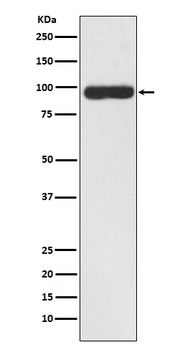 FAP1 Rabbit Monoclonal Antibody