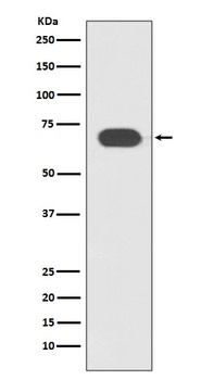 TCF7L2 Rabbit Monoclonal Antibody