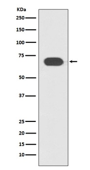 Anti-TCF7L2 Rabbit Monoclonal Antibody