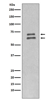 Anti-Lamin A/C LMNA Rabbit Monoclonal Antibody