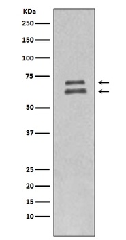 Lamin A/C LMNA Rabbit Monoclonal Antibody