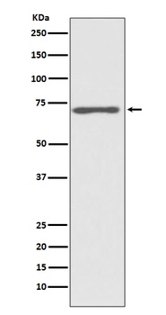 Anti-Raf1 Rabbit Monoclonal Antibody