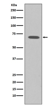 Anti-Raf1 Rabbit Monoclonal Antibody