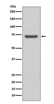 ABCG2/Bcrp Rabbit Monoclonal Antibody