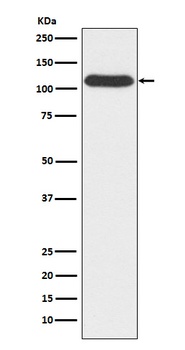 Anti-OGT Monoclonal Antibody