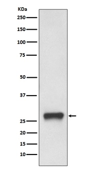 Anti-MHC Class II HLA-DPB1 Rabbit Monoclonal Antibody